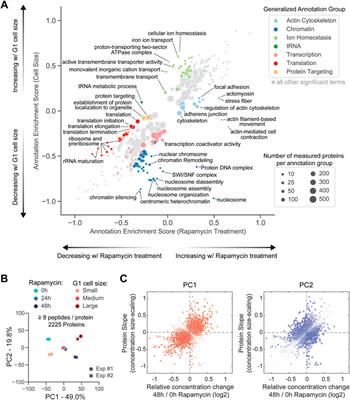Delineation of proteome changes driven by cell size and growth rate